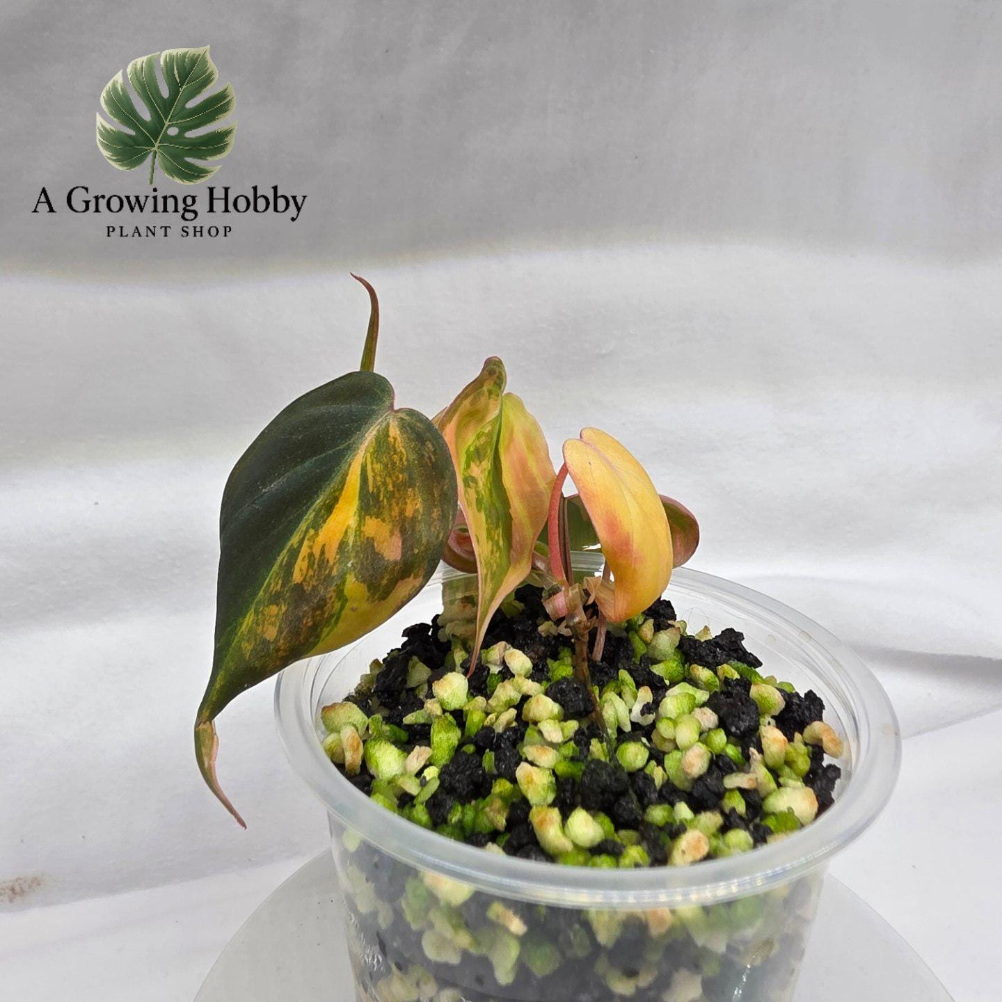 Philodendron Micans ‘Pink Ferrar