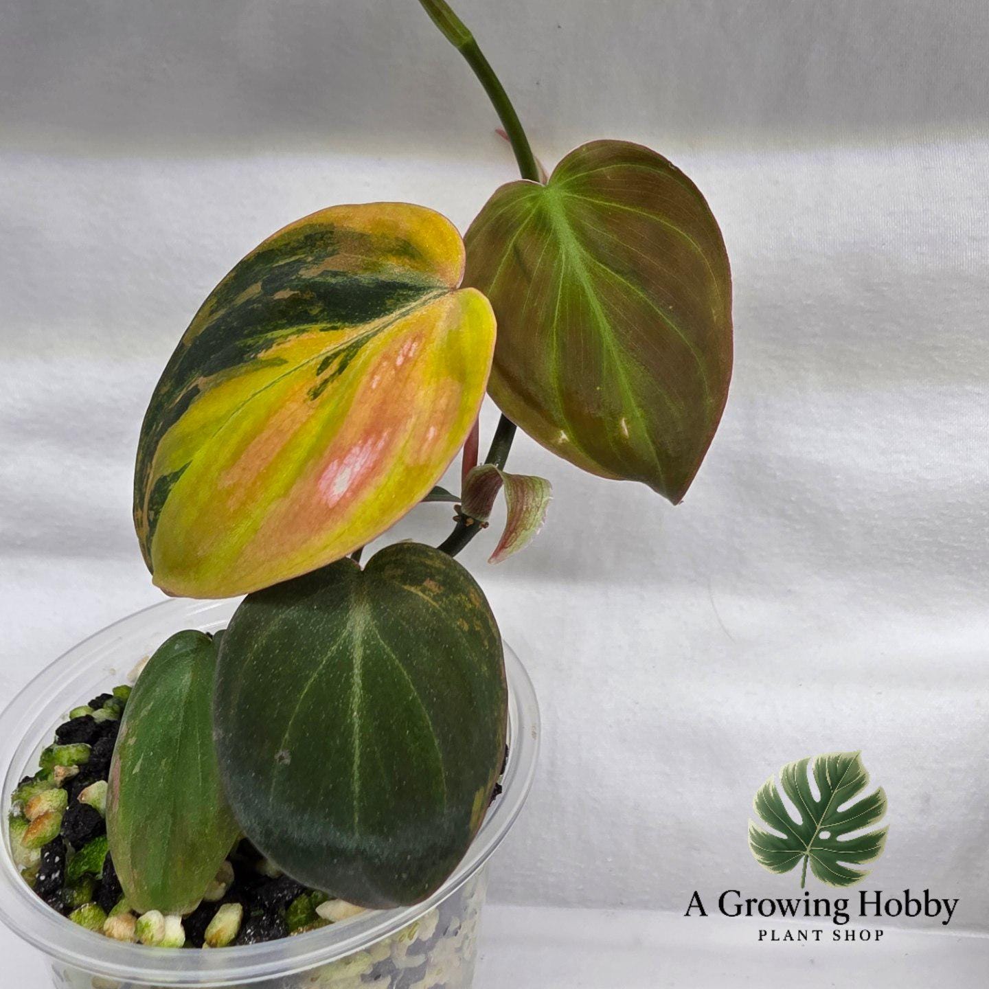 Philodendron Micans ‘Pink Ferrar