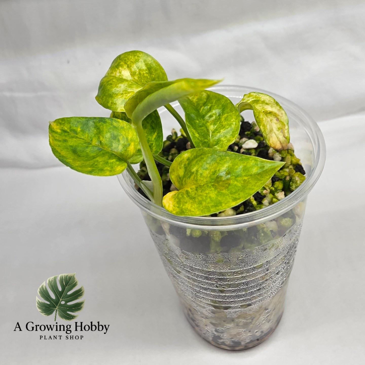 Epipremnum Pinnatum ‘Aurea Variegata