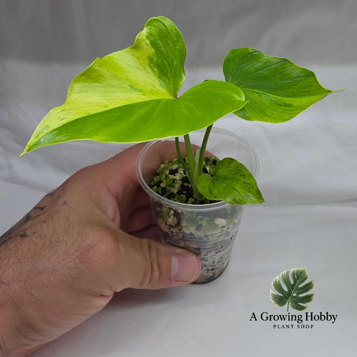 Philodendron Bipennifolium ‘Aurea Variegata’