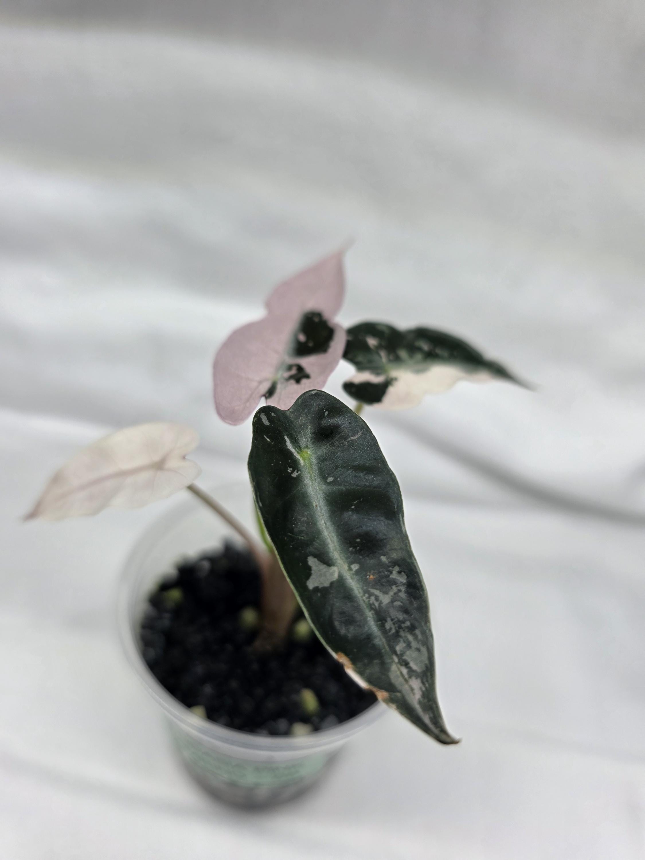 Alocasia ‘Pink Bambino’ – Variegated