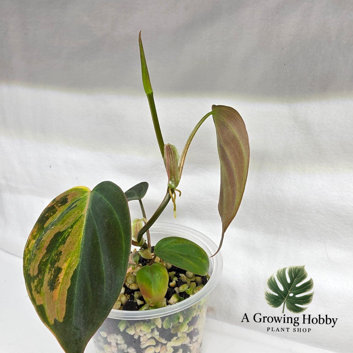 Philodendron Micans ‘Pink Ferrar