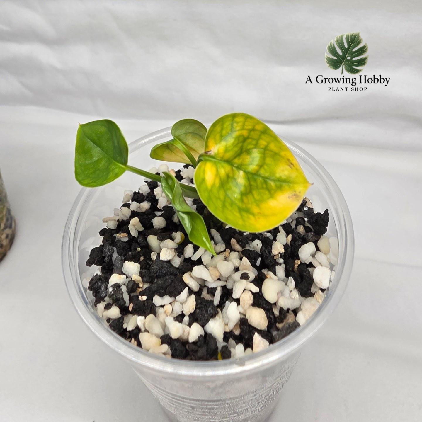 Epipremnum Pinnatum ‘Aurea Variegata