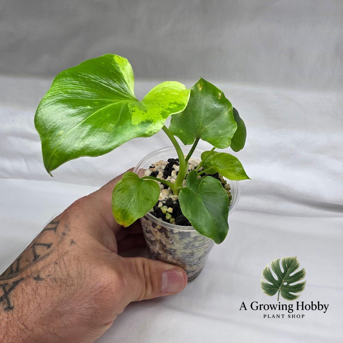 Philodendron Bipennifolium ‘Aurea Variegata’