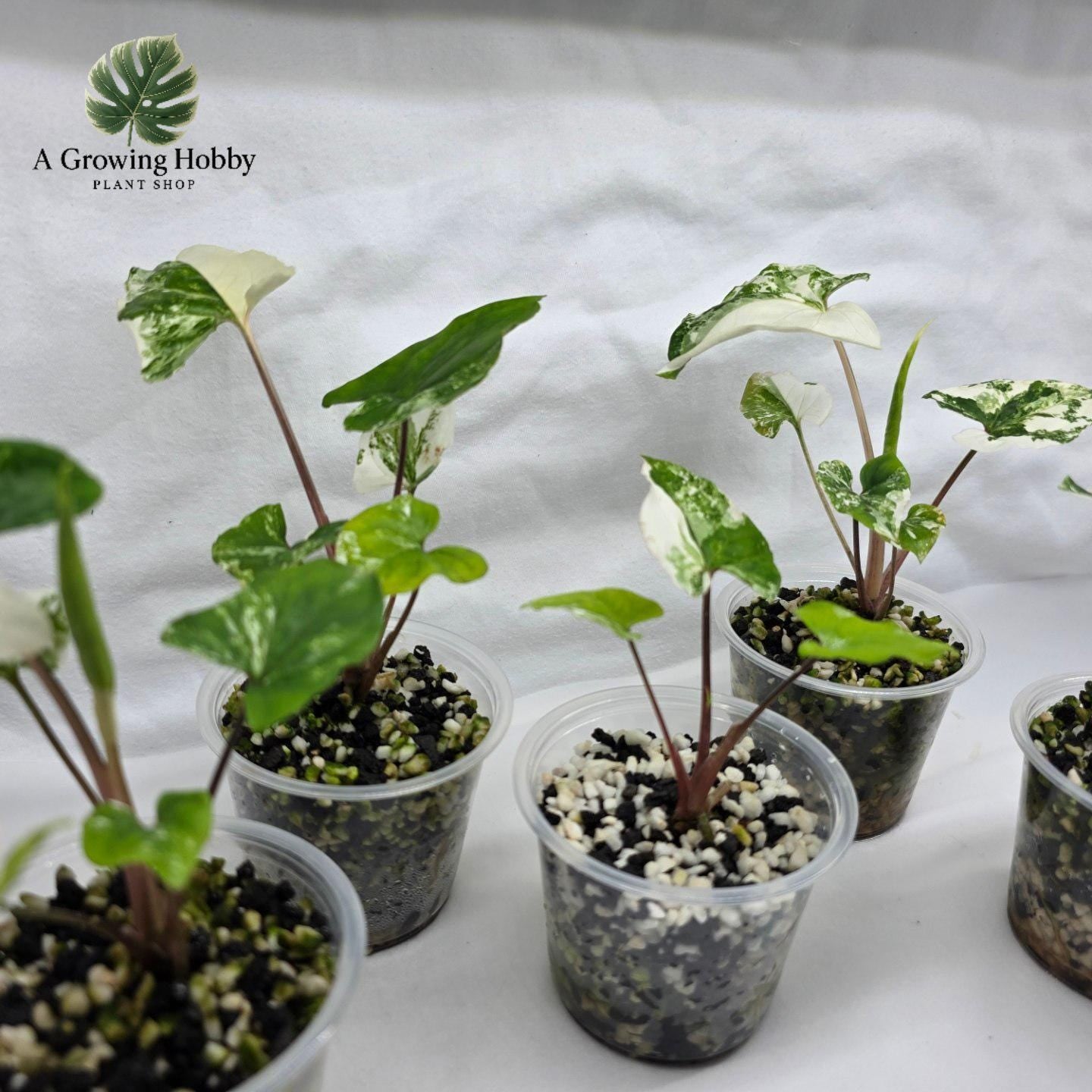 Syngonium podophyllum ‘Albo Variegata