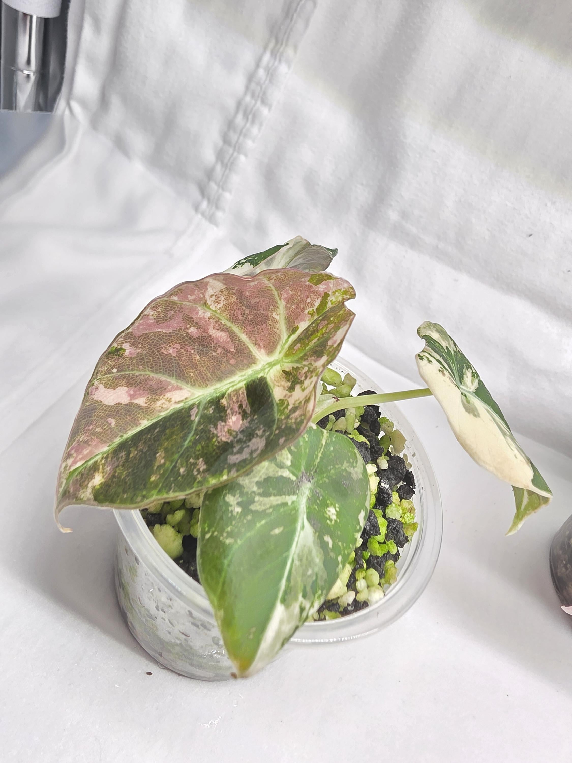 Alocasia Pink Black Velvet Variegated  |  Rare Collector Plant