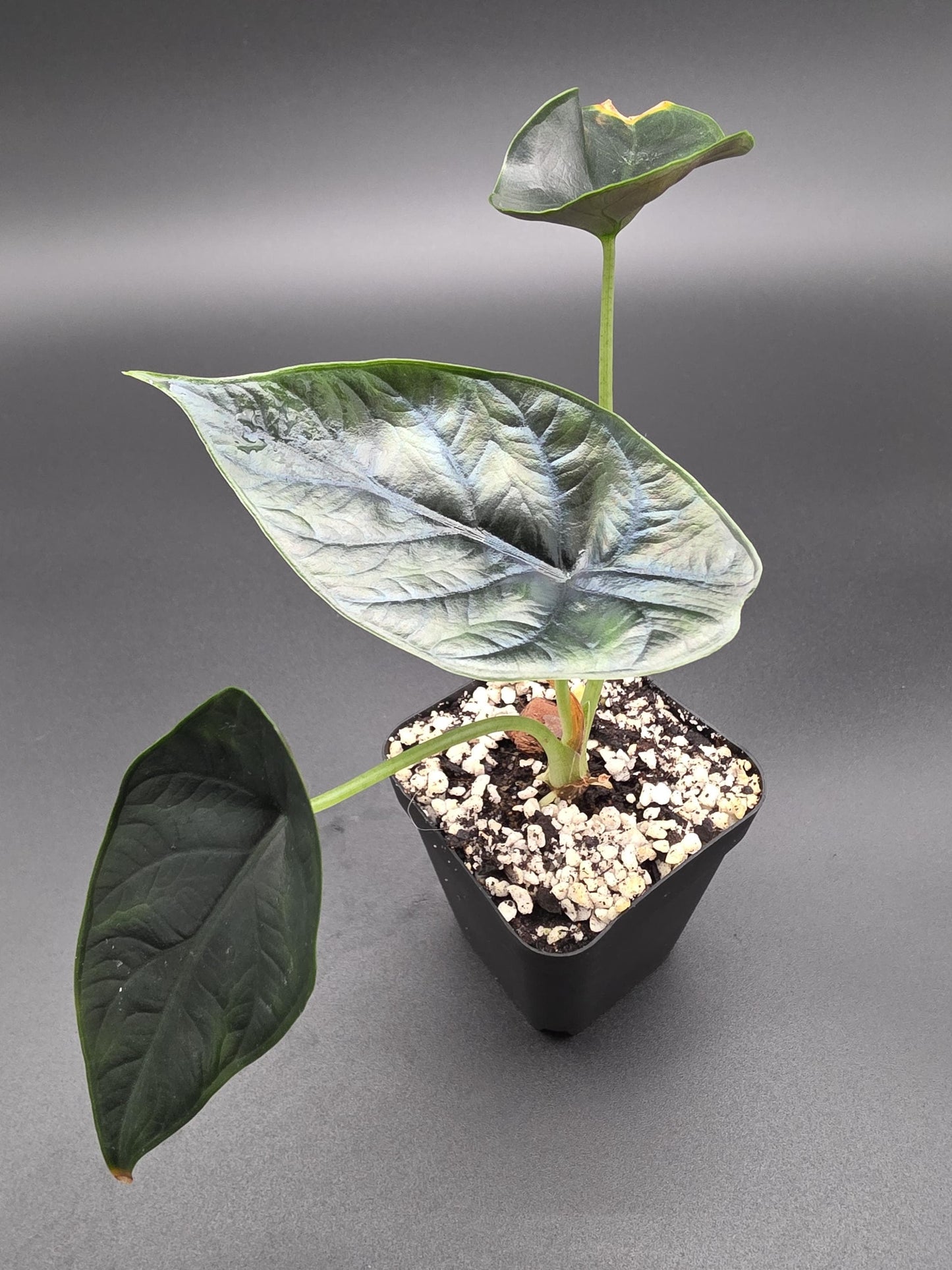 Alocasia Green Unicorn - Rare Tropical Elephant Ear Houseplant - Collectors Aroid with Glossy Green Leaves