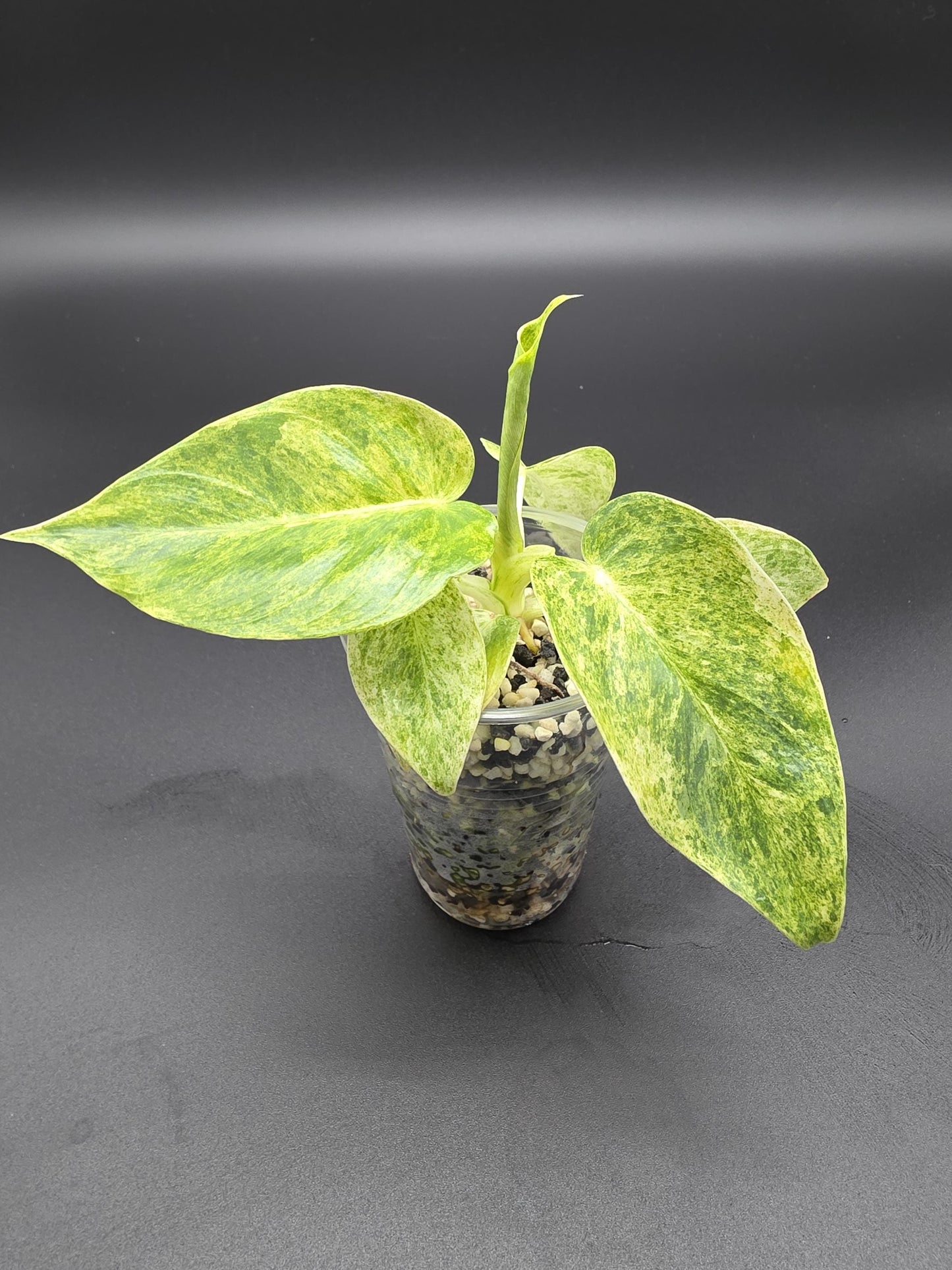 Philodendron Giganteum Blizzard Variegated