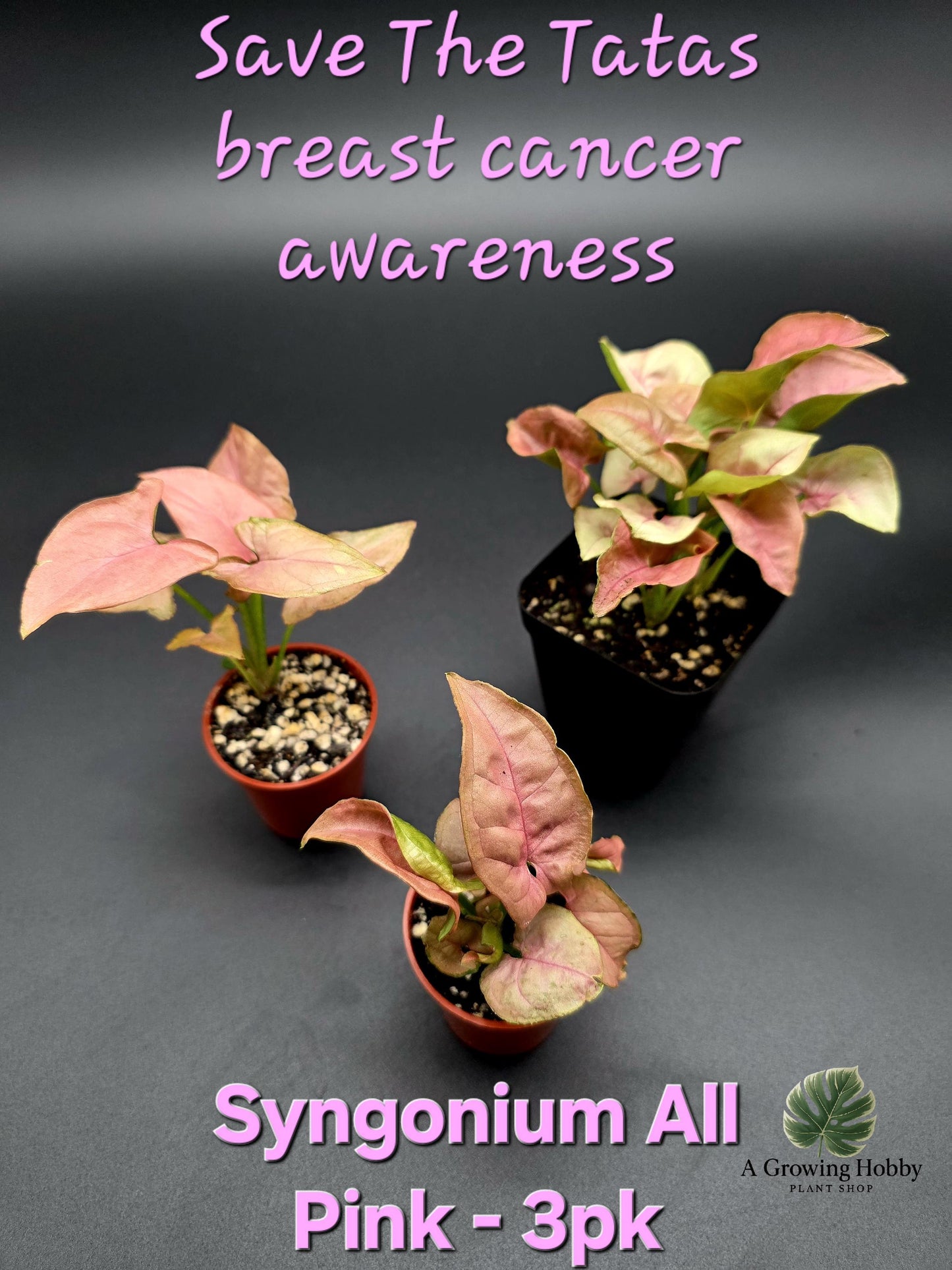 Syngonium All Pink - Breast Cancer Awareness Bundle
