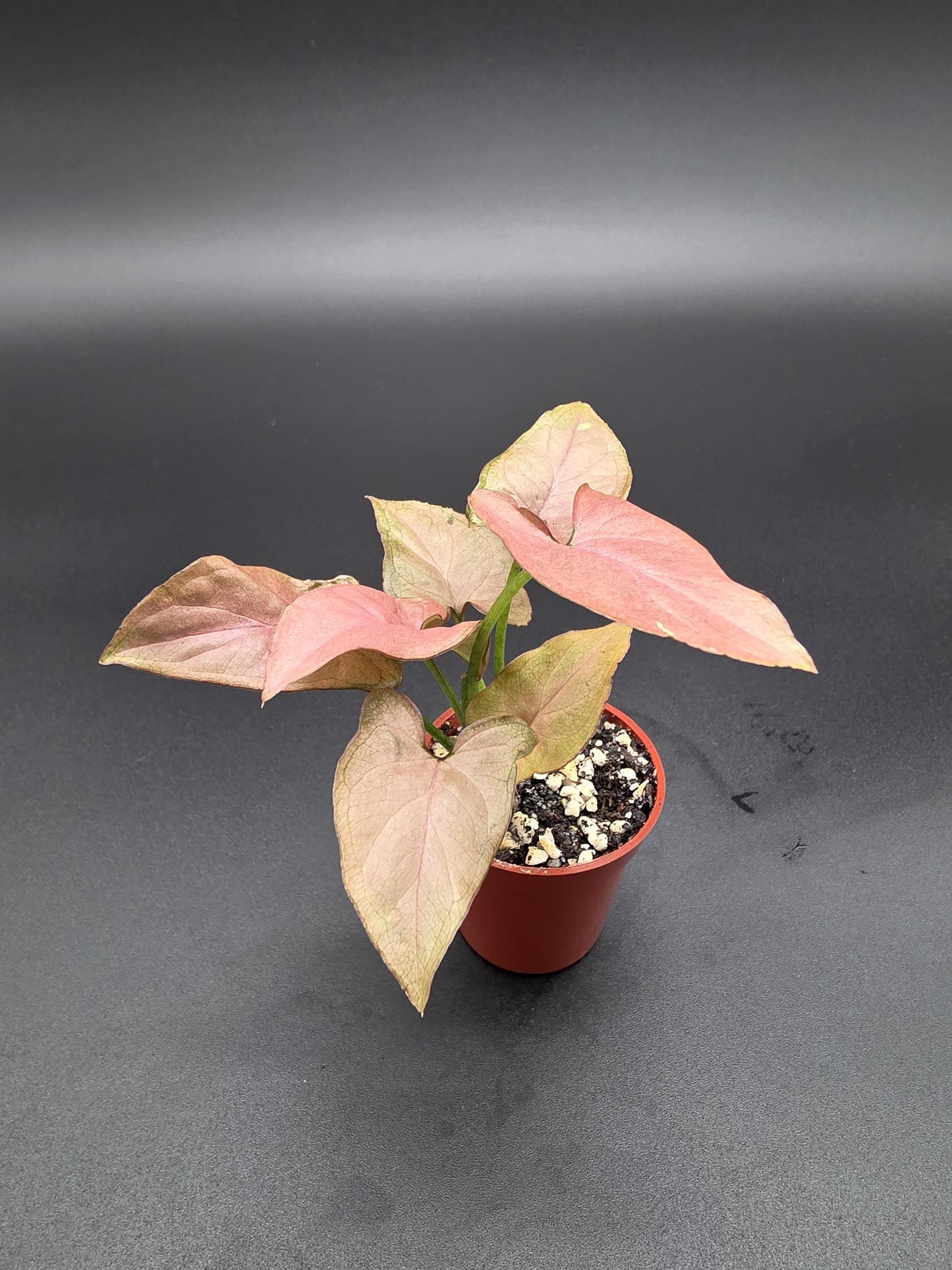 Syngonium All Pink - Breast Cancer Awareness Bundle