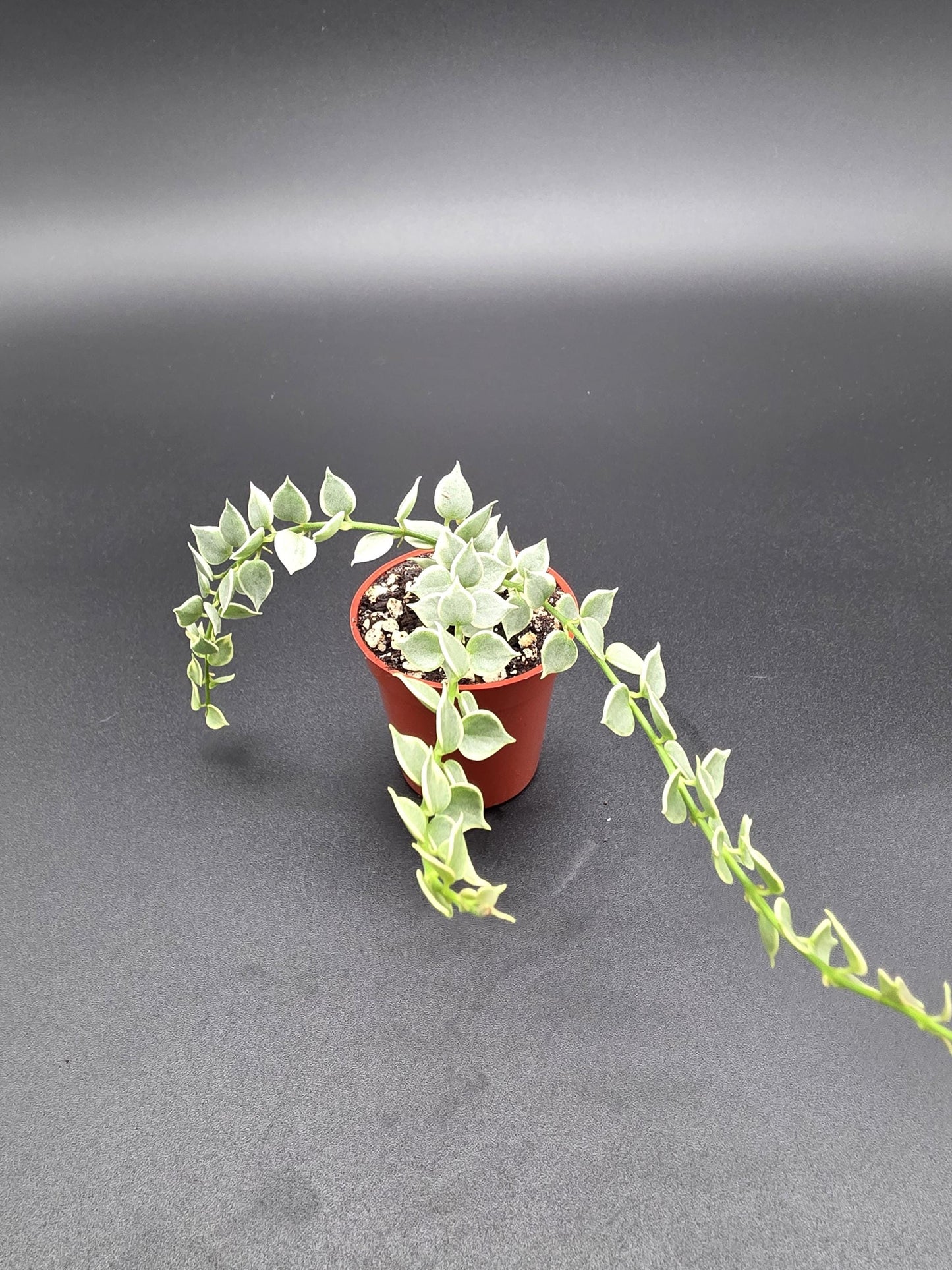 💚 Dischidia Million Hearts Variegated – Rare Trailing Indoor Plant