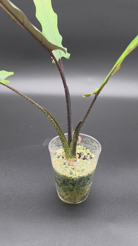 Alocasia Lauterbachiana – “Purple Sword” Alocasia with Long Sculpted Leaves