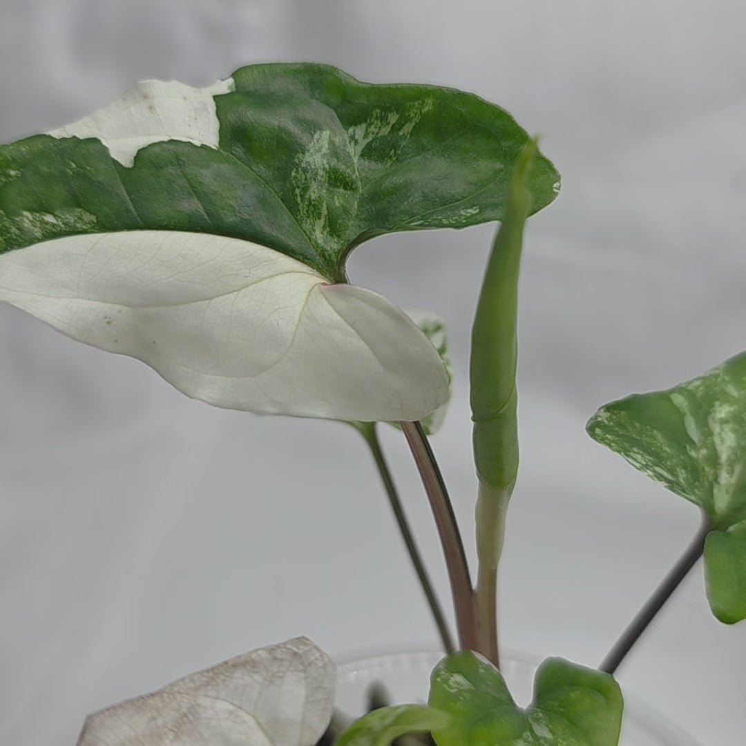 Syngonium podophyllum ‘Albo Variegata’