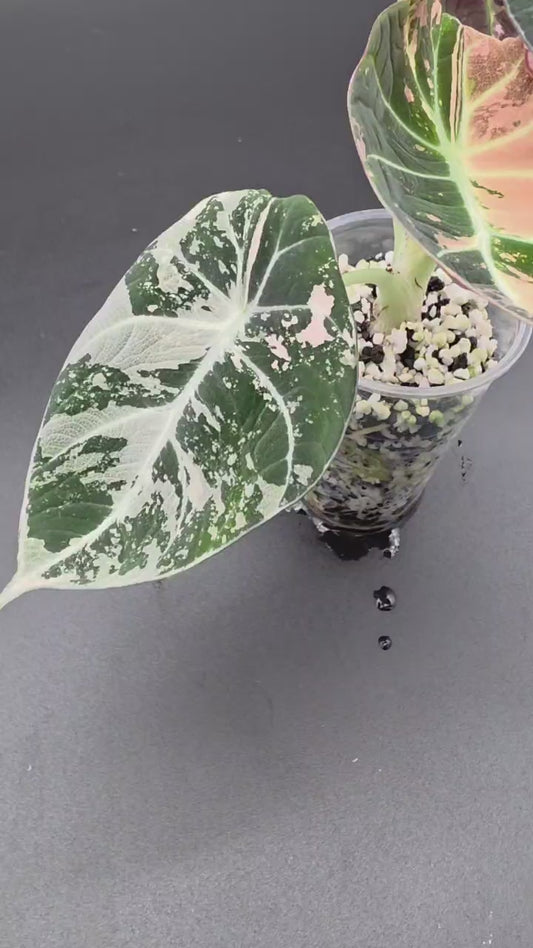 Alocasia Black Velvet Pink/Albo – Rare Variegated Jewel Alocasia (Exact Plant Listed)