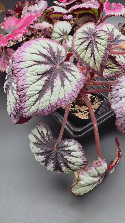 Begonia Fire Woman – Rare Red & Metallic Begonia with Intense Color