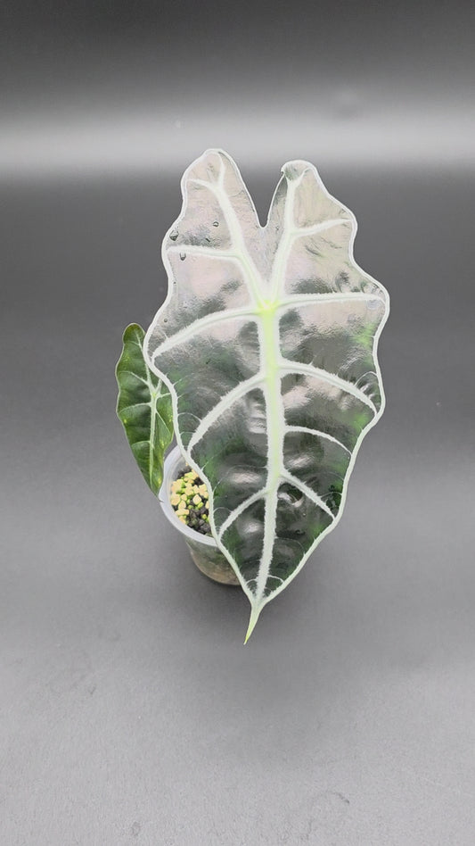 🌿 Alocasia Polly – Easy-Care Shield Alocasia with Bold Veining