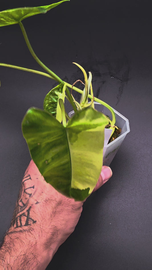 💛 Philodendron Burle Marx Variegated – Rare Yellow Variegated Climber