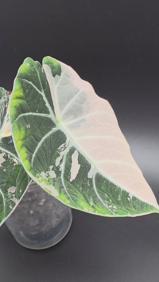 Alocasia Pink Black Velvet – Rare Variegated Jewel Alocasia (Exact Pup Listed)