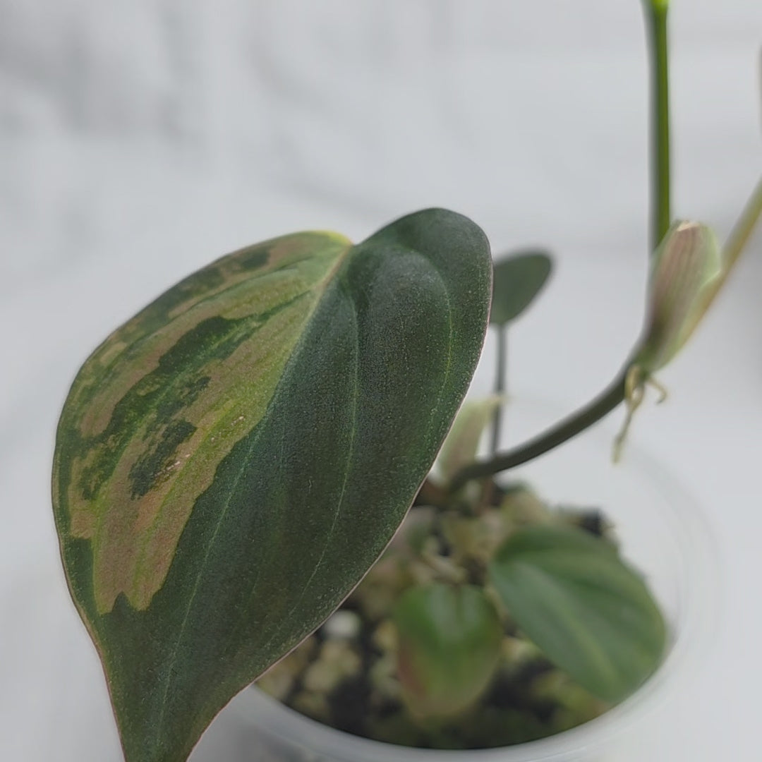 Philodendron Micans ‘Pink Ferrari’
