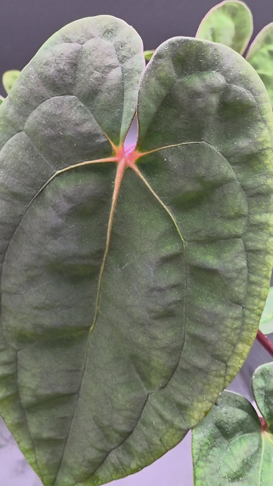 Anthurium Papi Red Stem – Rare Red-Petiole Aroid with Textured Velvet Foliage