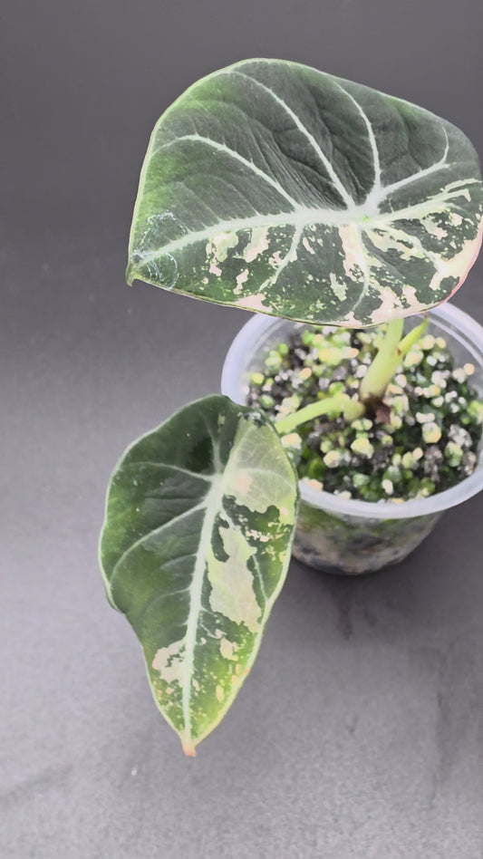 Alocasia Black Velvet Pink/Albo – Rare Variegated Jewel Alocasia