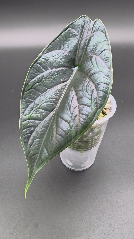 Alocasia Green Unicorn - Rare Tropical Elephant Ear Houseplant - Collectors Aroid with Glossy Green Leaves