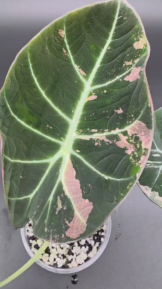Alocasia Black Velvet Pink/Albo – Rare Variegated Jewel Alocasia (Exact Plant Listed)