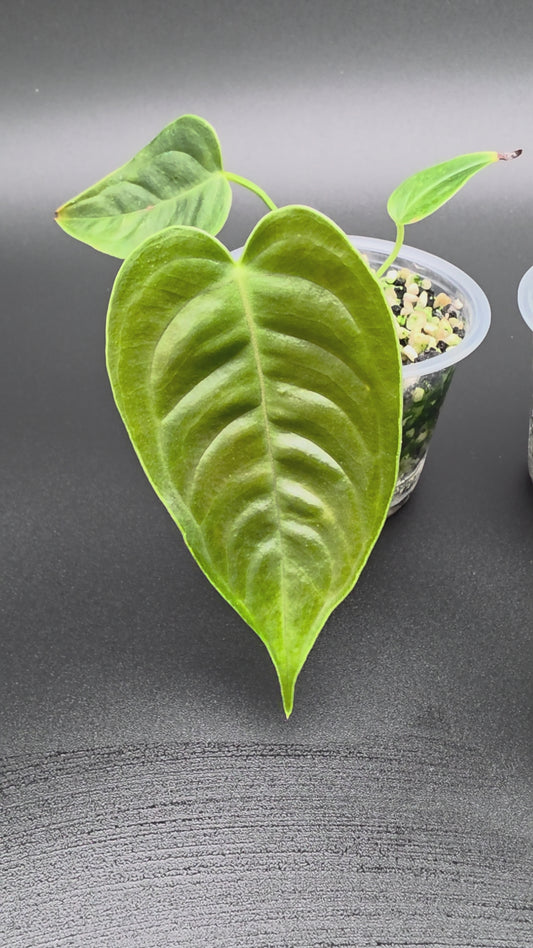 👑 Anthurium Veitchii – “King Anthurium” with Long Ribbed Pendant Leaves