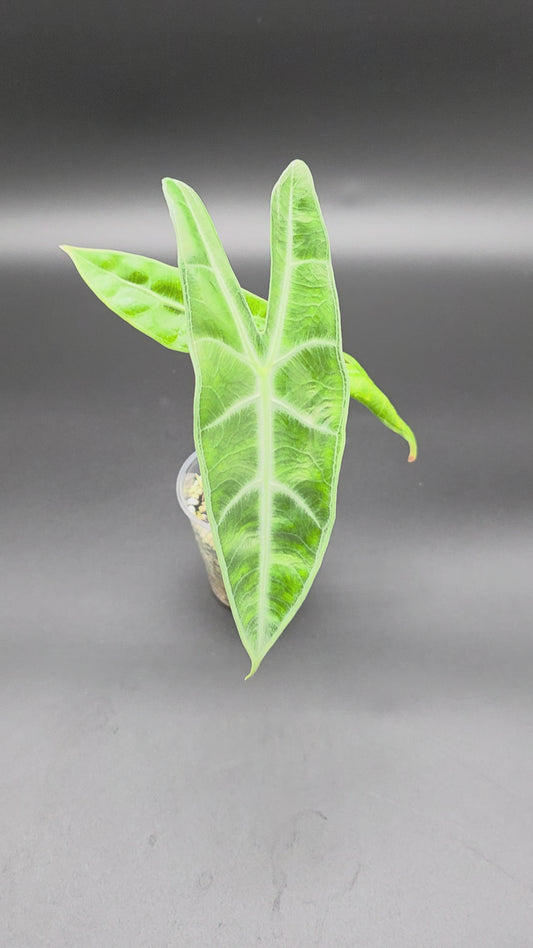🌿 Alocasia Longiloba – Classic Arrowhead Alocasia with Silver Veining