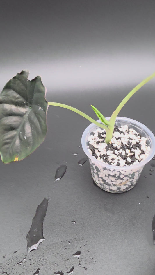 🔥 Alocasia Infernalis – Rare Black Metallic Jewel Alocasia