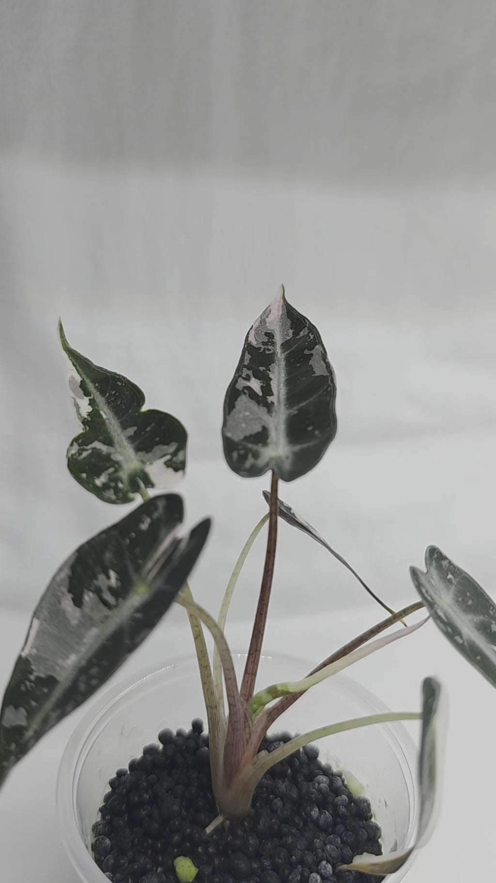 Alocasia ‘Pink Bambino’ – Variegated
