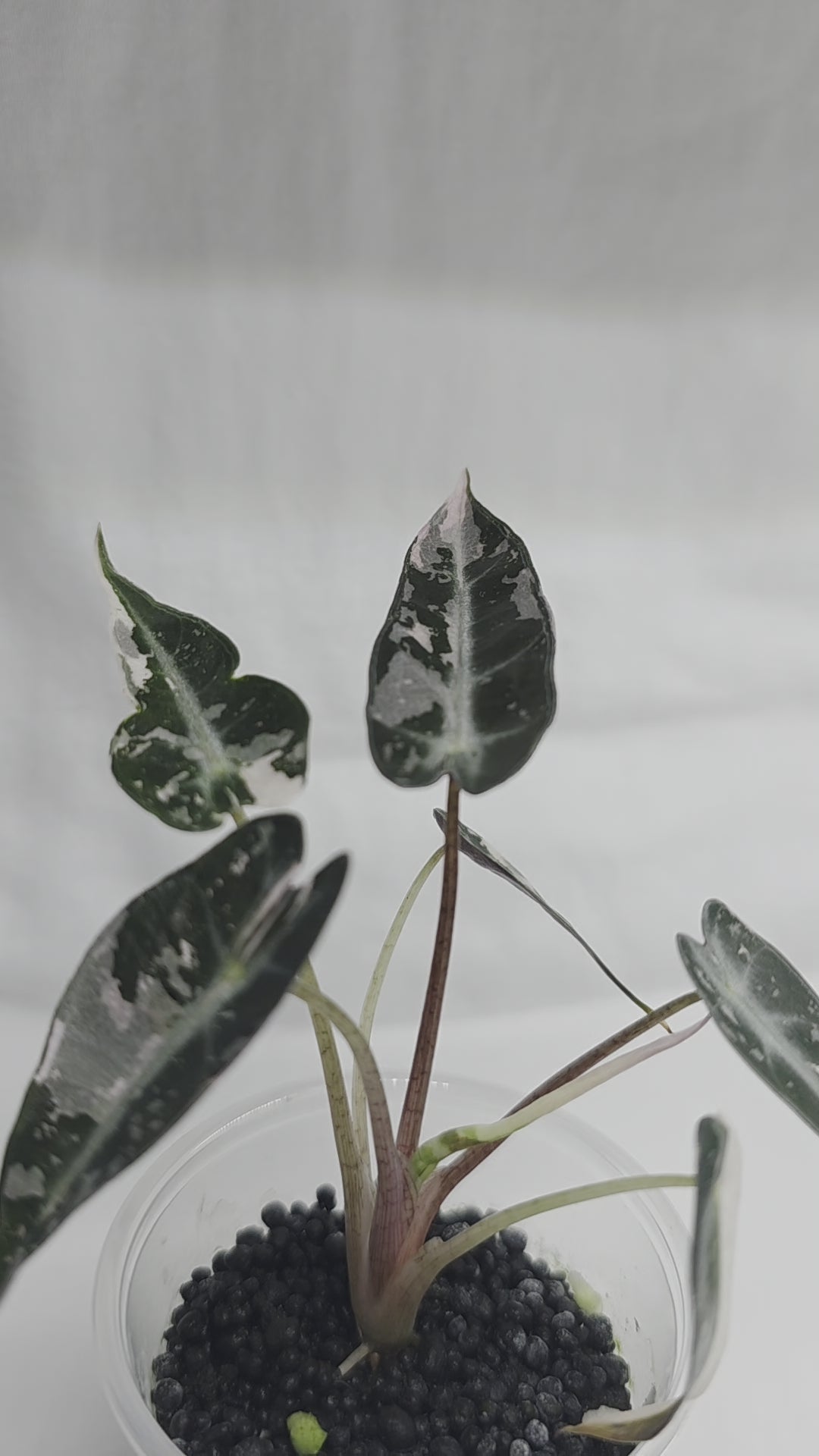 Alocasia ‘Pink Bambino’ – Variegated
