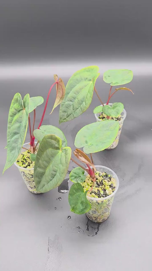 Anthurium Papillilaminum - Red Stem Import - Rare