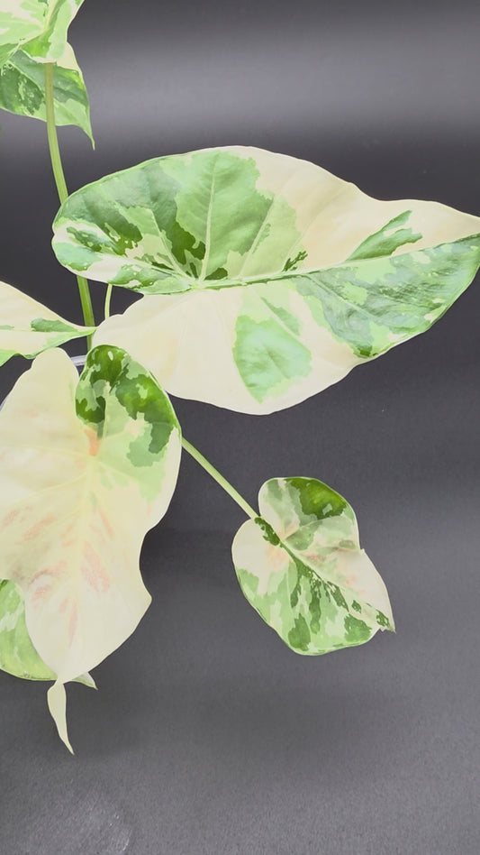 Alocasia Albo NOID Macrorrhiza Hybrid