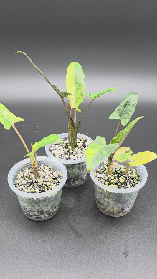 💛 Alocasia Lauterbachiana Var. Aurea – Rare Yellow Aurea Variegated Alocasia