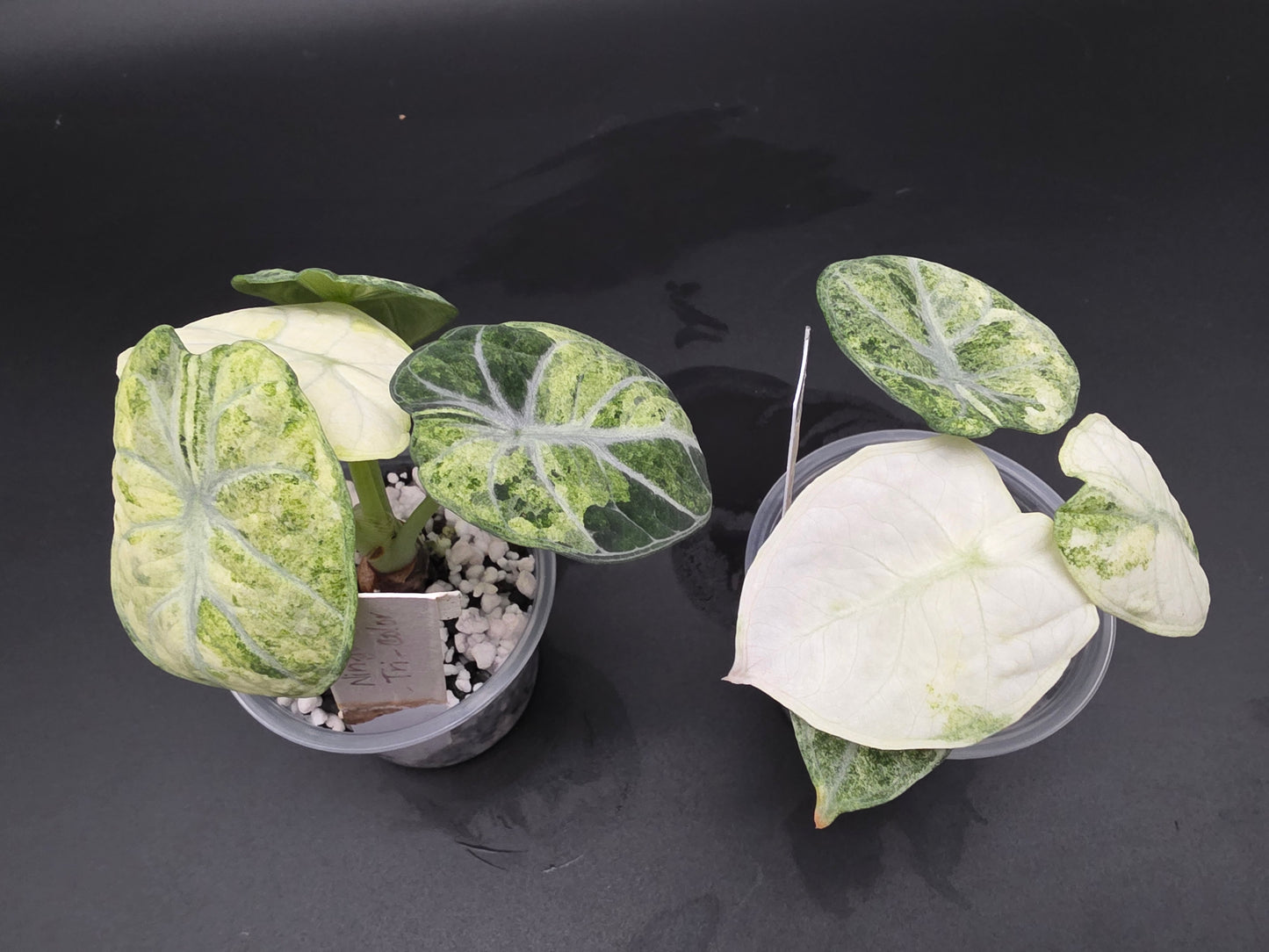 Alocasia Ninja Tri-Color