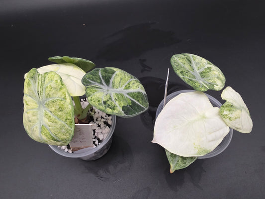 Alocasia Ninja Tri-Color Rare Variegated Jewel Alocasia with Green, White, and Yellow Patterning