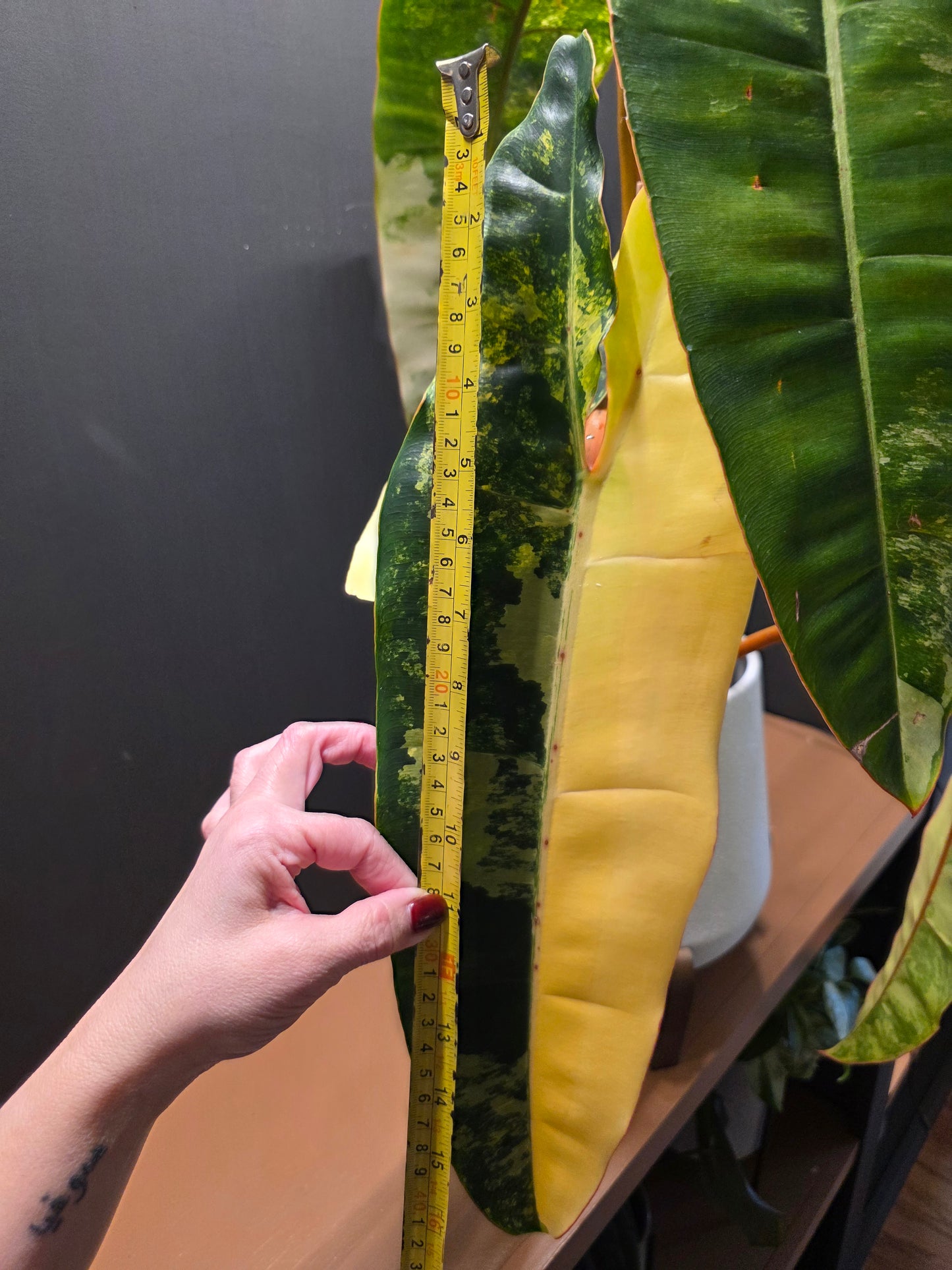 Philodendron Billietiae Variegated (Exact Plant) EXTRA LARGE
