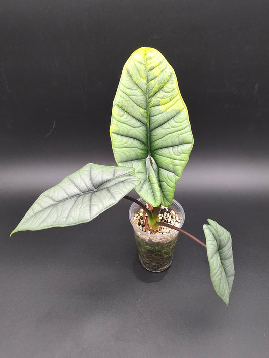 Alocasia Platinum Aurea Variegated Rare Selection with Enhanced Silver/Aurea Tones and Unique Foliage Expression