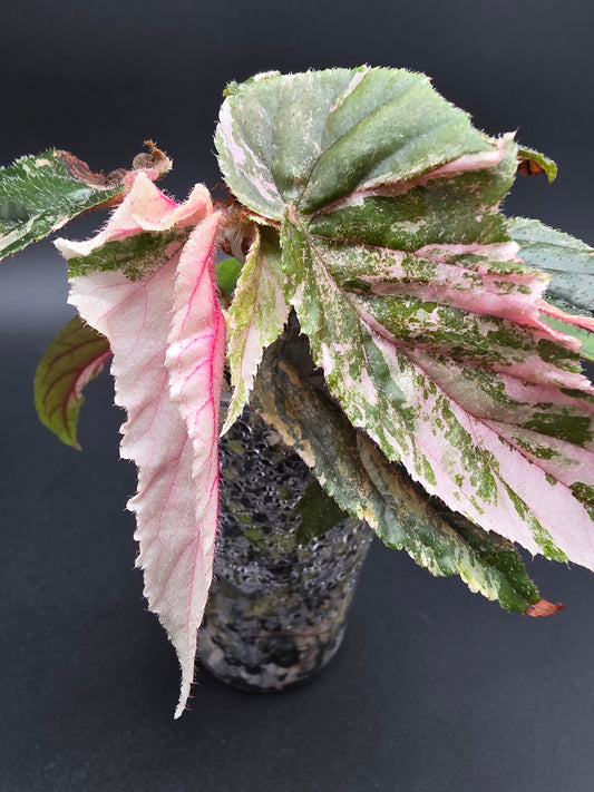 Begonia ‘Ginny Galaxy’ – Pink Variegated