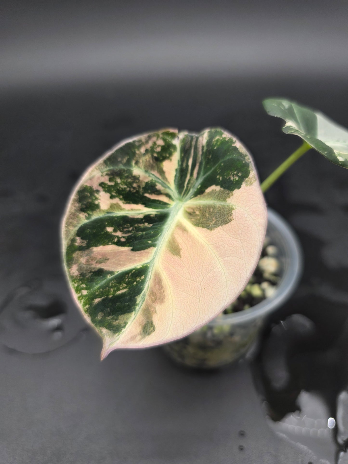 Alocasia Black Velvet Pink
