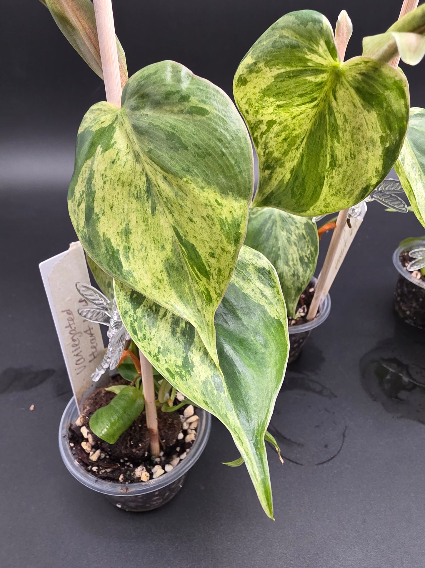 Philodendron Heartleaf Variegated