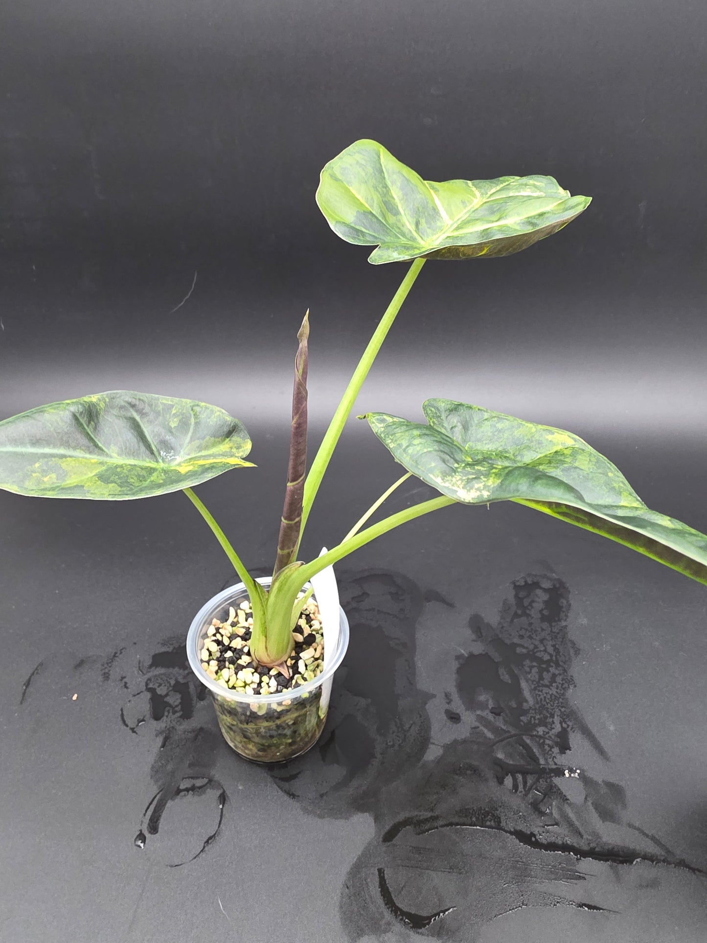 Alocasia Regal Shield Aurea  Variegated Elephant Ear Alocasia