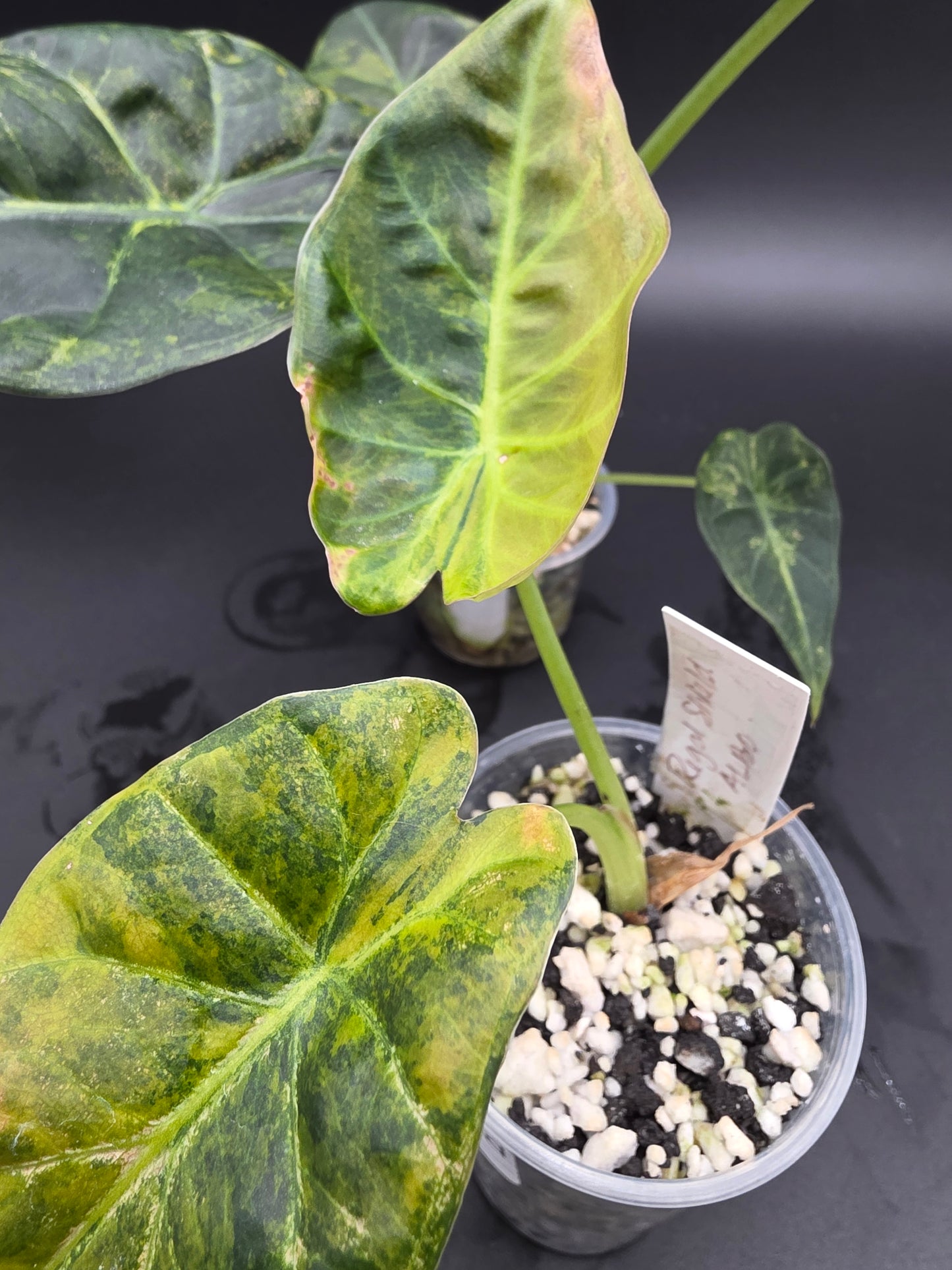 Alocasia Regal Shield Aurea  Variegated Elephant Ear Alocasia