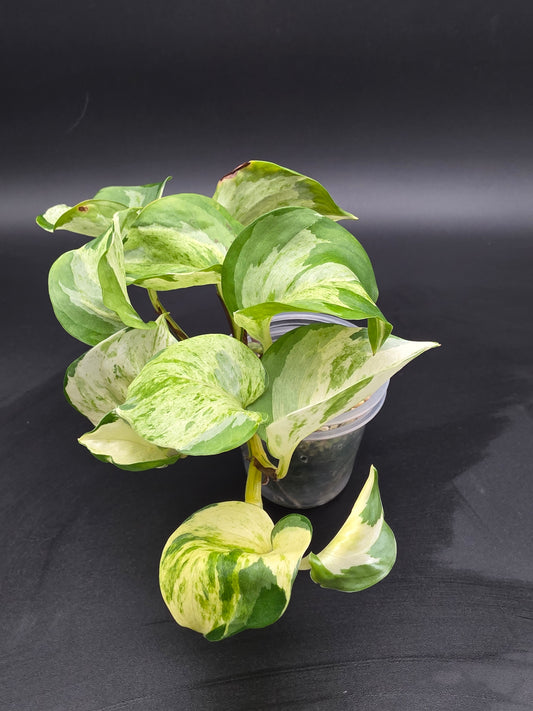 Pothos Manjula  Cream, White, and Green Variegated Trailing Houseplant