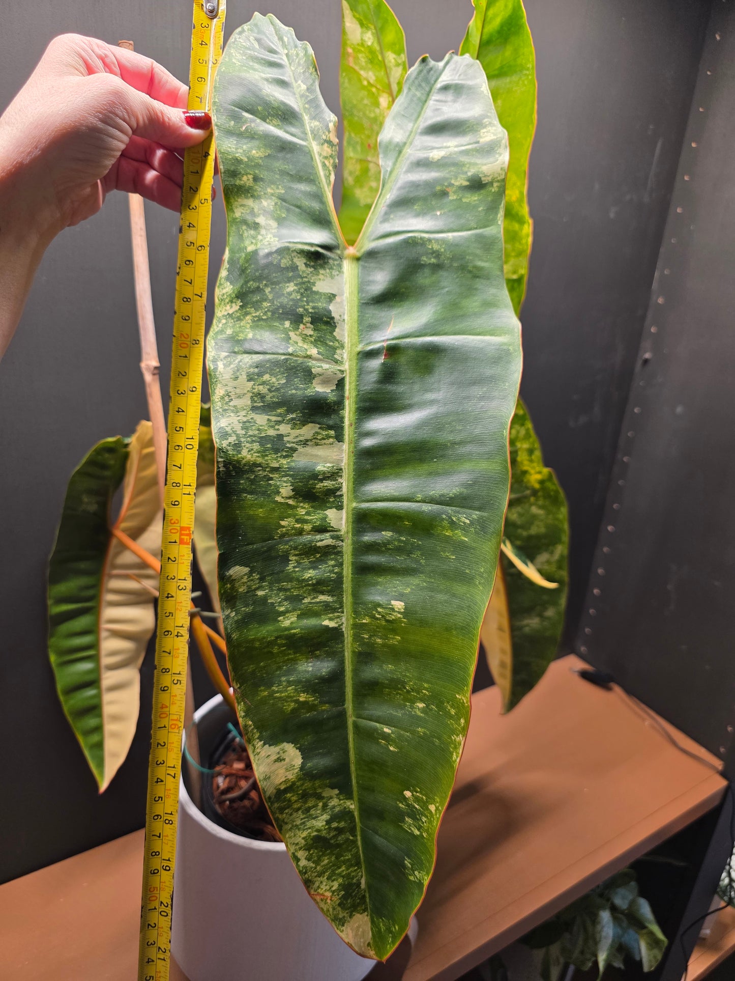 Philodendron Billietiae Variegated (Exact Plant) EXTRA LARGE