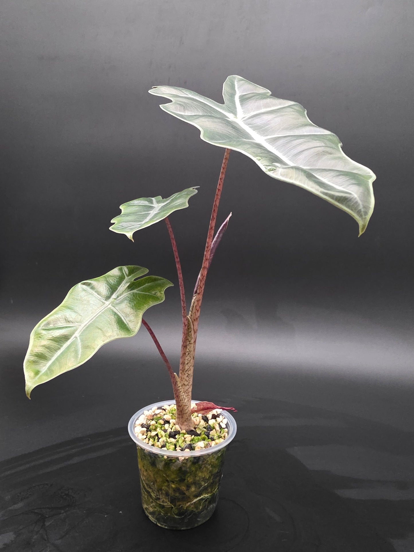 Alocasia Mayan Mask  Textured Jewel Alocasia with Deep Veining and Sculpted Foliage