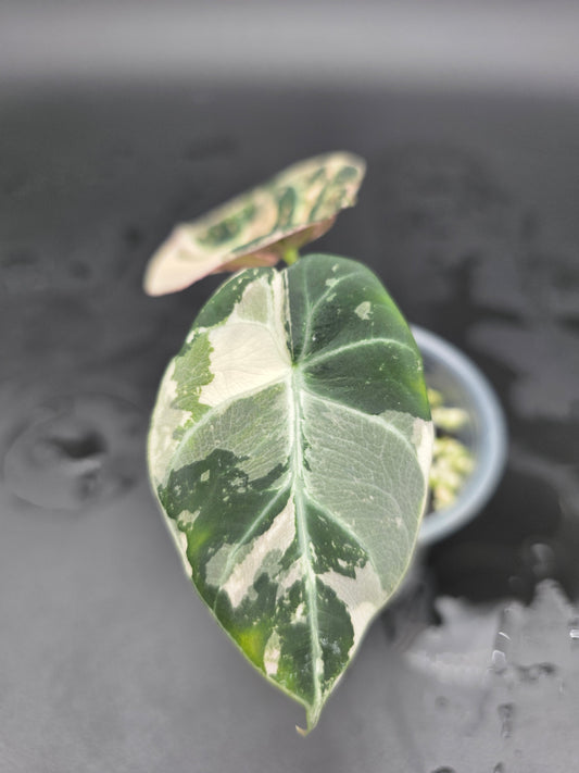 Alocasia Black Velvet Pink - Albo Variegated  Rare Jewel Alocasia with Dark Velvet Foliage and Dual-Tone Variegation