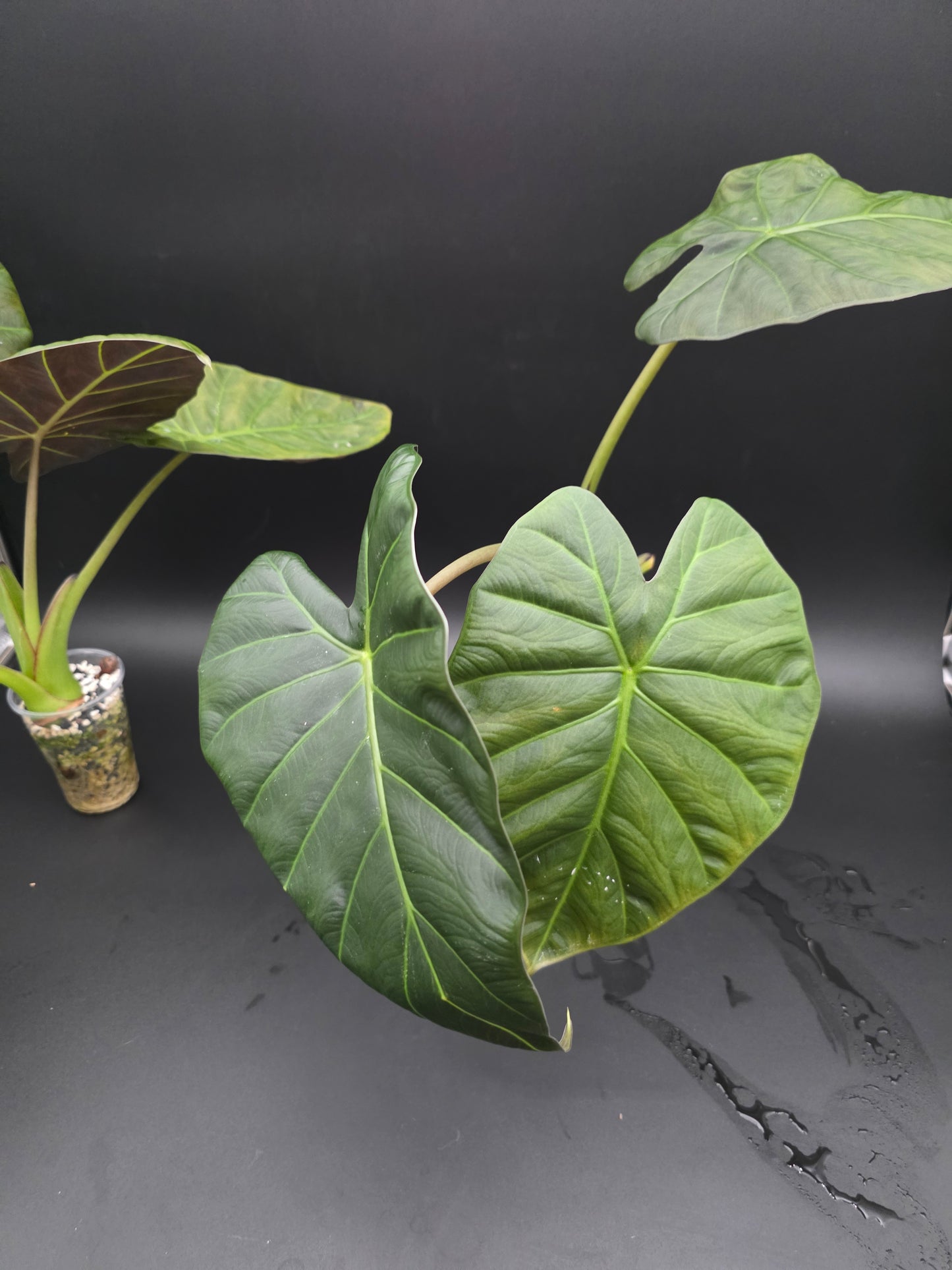 Alocasia Regal Shield  Dark Foliage Elephant Ear Alocasia LARGE