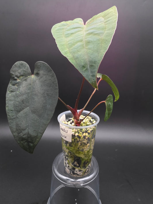 Anthurium Ace of Spades x Dark Phoenix- EXACT PLANT- Rare Dark Velvet Anthurium Hybrid with Intense Color and Texture